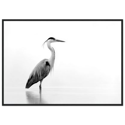Black and white grey heron in still water, print in a black frame