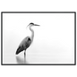 Black and white grey heron in still water, print in a black frame