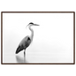 Black and white grey heron in still water, print in a dark brown wood frame