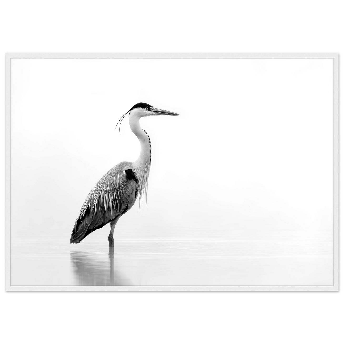 Black and white grey heron in still water, print in a white frame