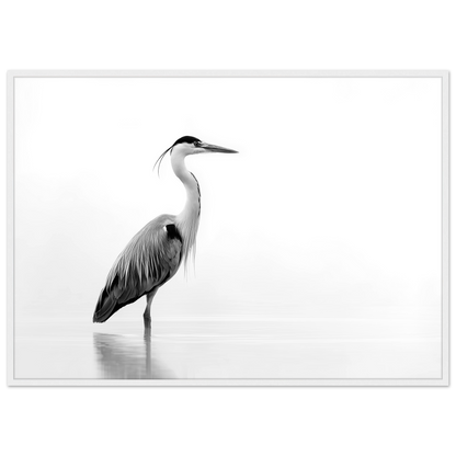 Black and white grey heron in still water, print in a white frame