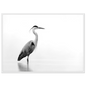 Black and white grey heron in still water, print in a white frame