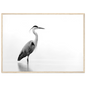 Black and white grey heron in still water, print in a natural light wood frame