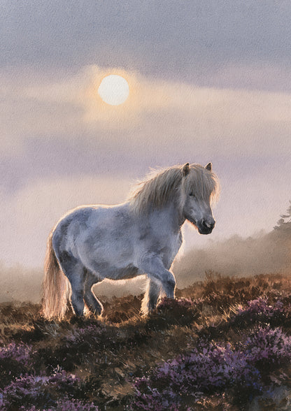 Grey pony on purple heather at first light, its pale mane backlit by a low sun in a misty lilac sky