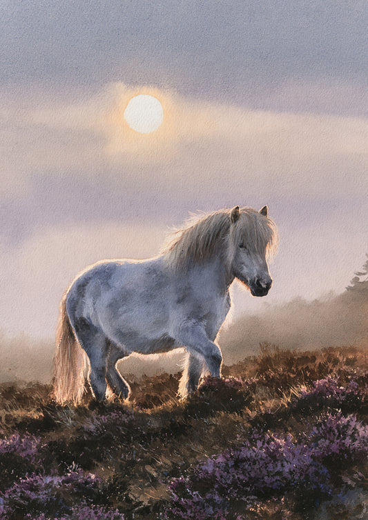 Grey pony on purple heather at first light, its pale mane backlit by a low sun in a misty lilac sky