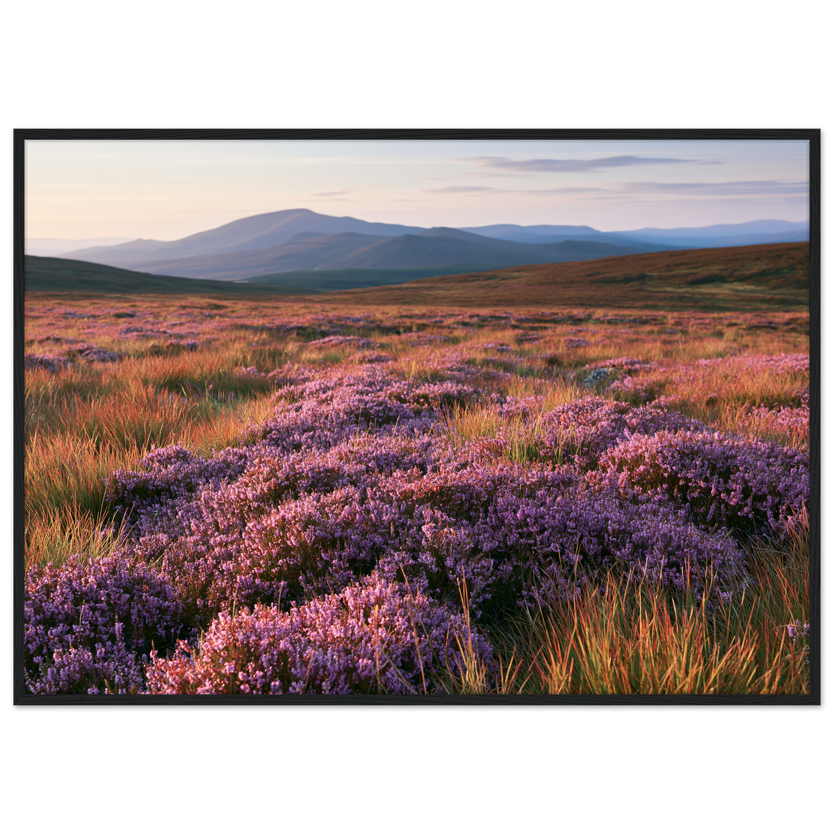 Purple heather moor in bloom below blue hills, print in a black frame