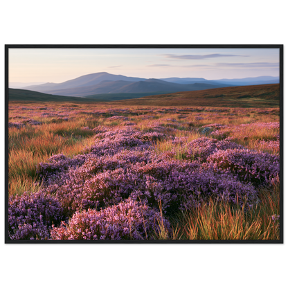 Purple heather moor in bloom below blue hills, print in a black frame