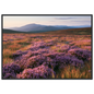 Purple heather moor in bloom below blue hills, print in a black frame