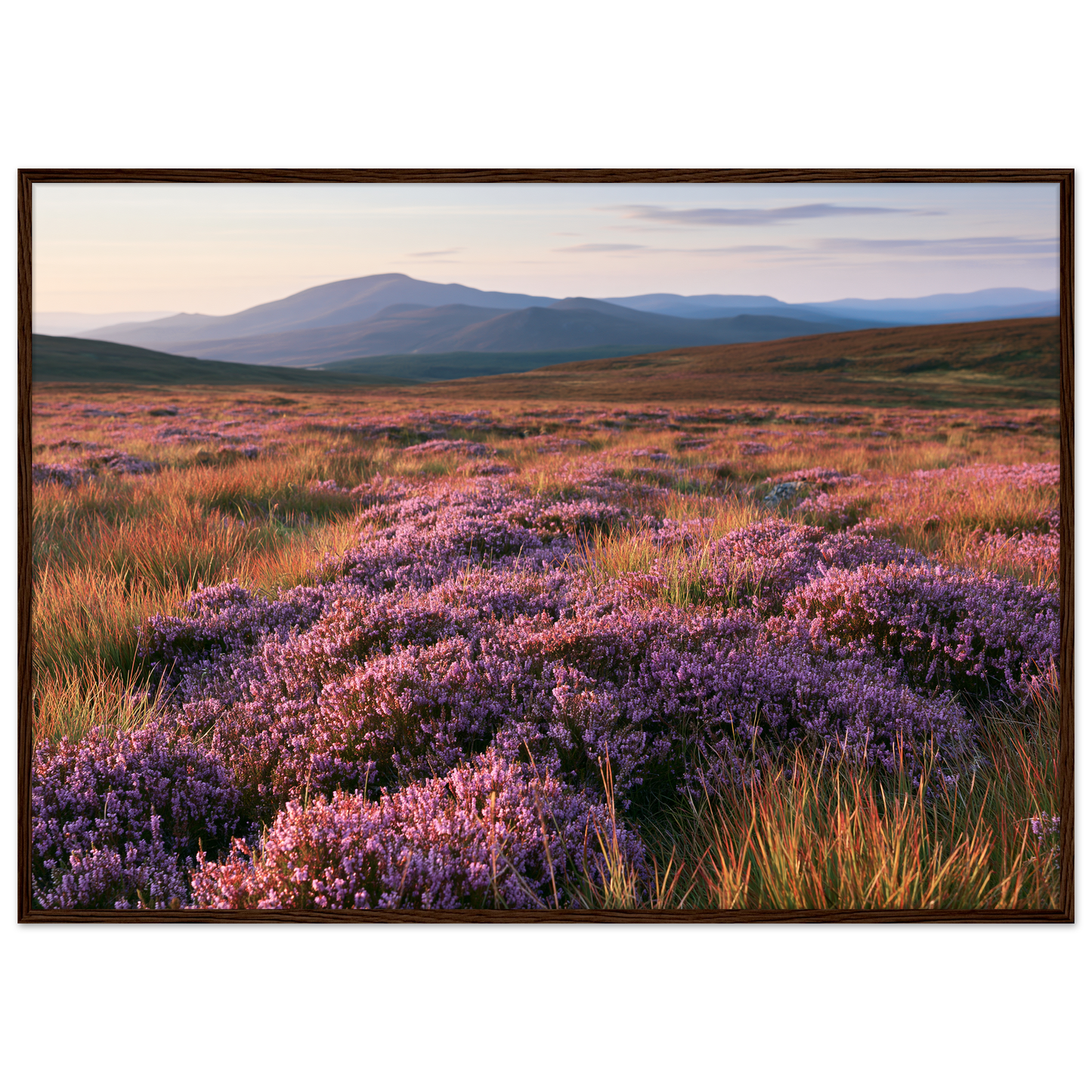 Purple heather moor in bloom below blue hills, print in a dark wood frame
