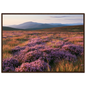 Purple heather moor in bloom below blue hills, print in a dark wood frame