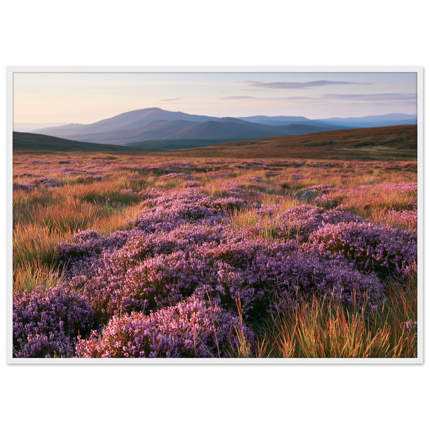 Purple heather moor in bloom below blue hills, print in a white frame