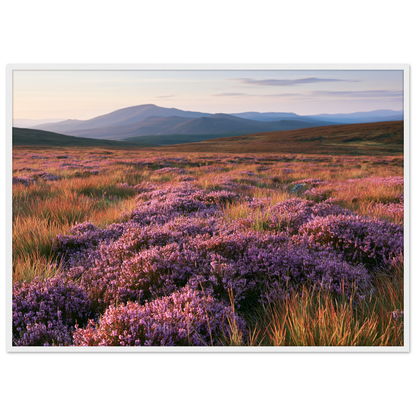 Purple heather moor in bloom below blue hills, print in a white frame