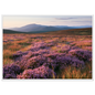Purple heather moor in bloom below blue hills, print in a white frame
