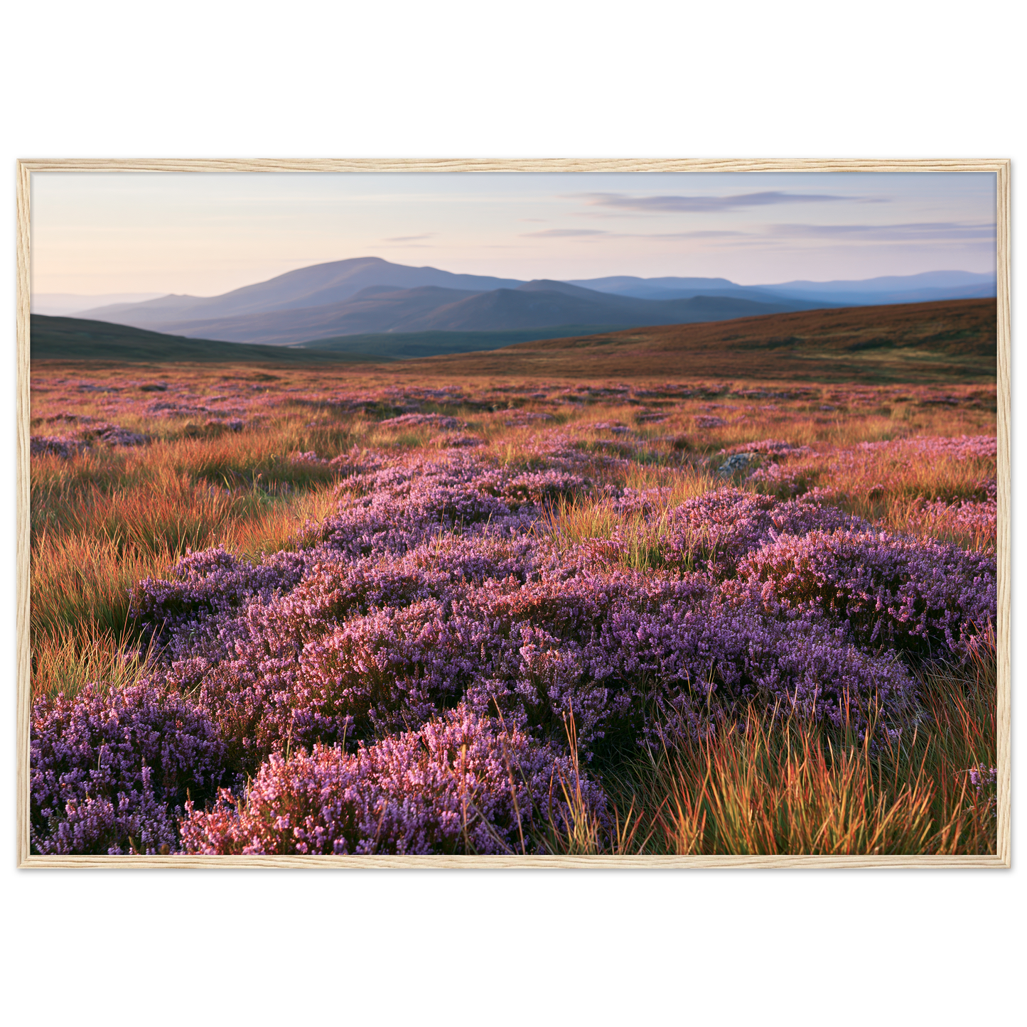 Purple heather moor in bloom below blue hills, print in a natural wood frame