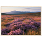 Purple heather moor in bloom below blue hills, print in a natural wood frame