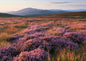 Purple heather in full bloom across an open moor at low sun, copper moor grass in the foreground and blue hills beyond