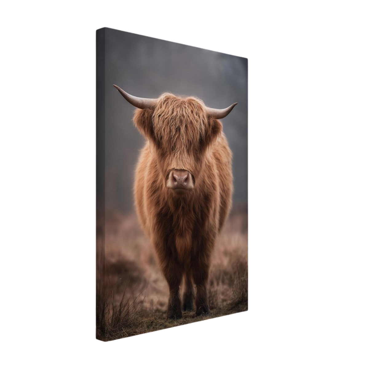 Highland cow in winter mist, canvas seen from an angle with the image continuing around the wrapped edge