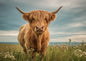 Highland cow standing on flowering machair in summer, clover and daisies at her feet and the sea behind