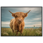 Highland cow on flowering machair, print in a black frame