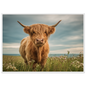 Highland cow on flowering machair, print in a white frame