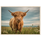 Highland cow on flowering machair, print in a natural light wood frame