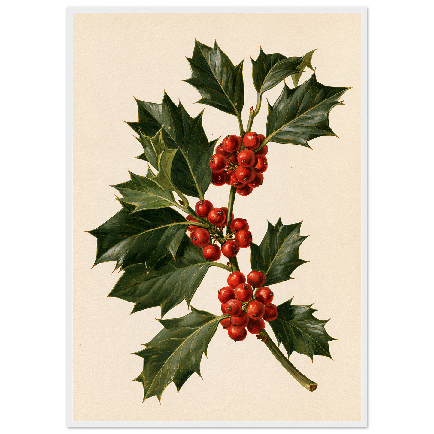 Holly sprig with red berries on a bone ground, print in a white frame