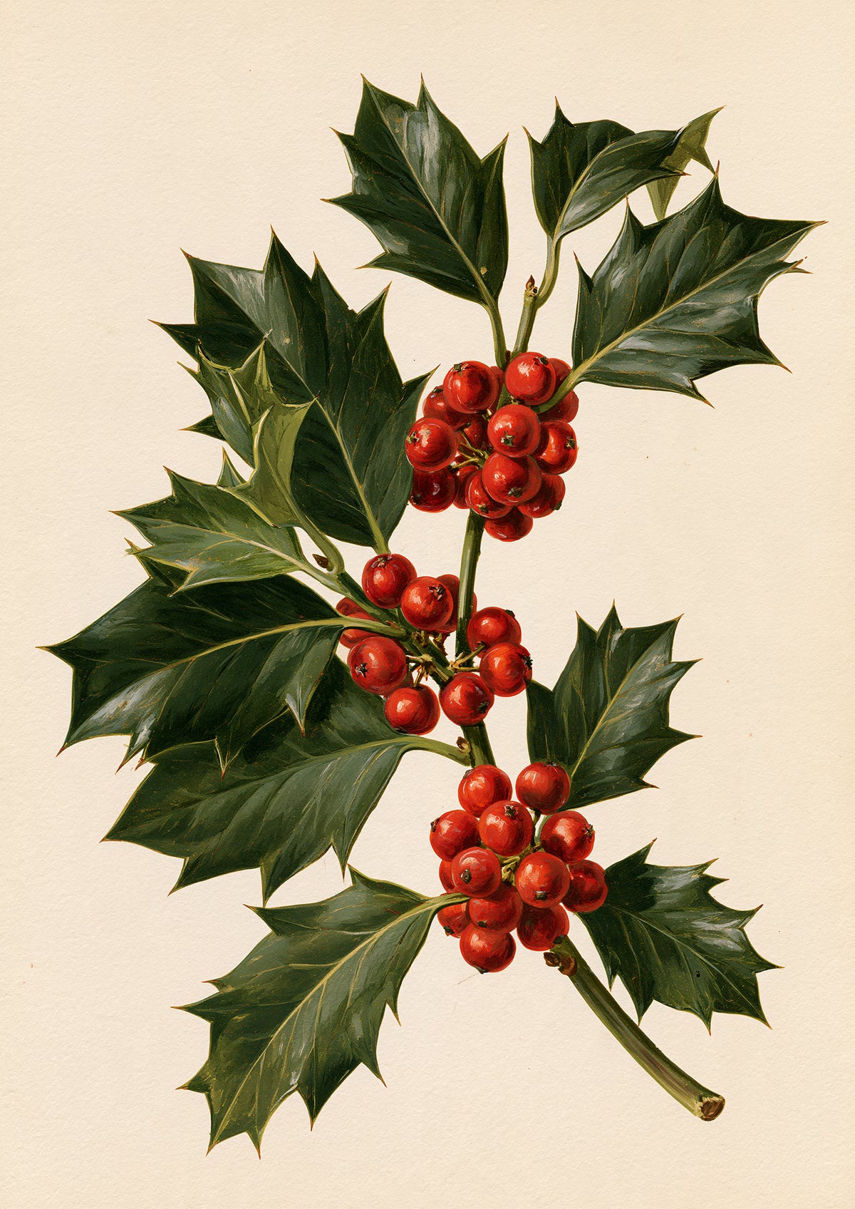 A cut sprig of holly laid flat, dark spined leaves and tight clusters of red berries on a warm bone ground