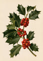A cut sprig of holly laid flat, dark spined leaves and tight clusters of red berries on a warm bone ground