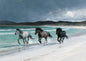 Three horses, grey, bay and black, running through the turquoise shallows of a white Hebridean beach beneath a dark slate storm sky