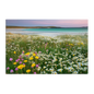 A Hebridean machair in full flower, white daisies, yellow marigolds and pink clover above white shell sand and turquoise water, printed on stretched canvas