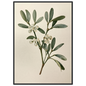 Mistletoe sprig with white berries on a pale ground, print in a black frame