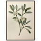 Mistletoe sprig with white berries on a pale ground, print in a dark wood frame