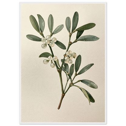 Mistletoe sprig with white berries on a pale ground, print in a white frame