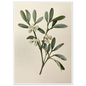 Mistletoe sprig with white berries on a pale ground, print in a white frame