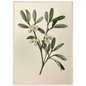 Mistletoe sprig with white berries on a pale ground, print in a natural wood frame