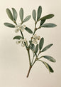 A single sprig of mistletoe with paired leaves and translucent white berries on a soft off-white ground