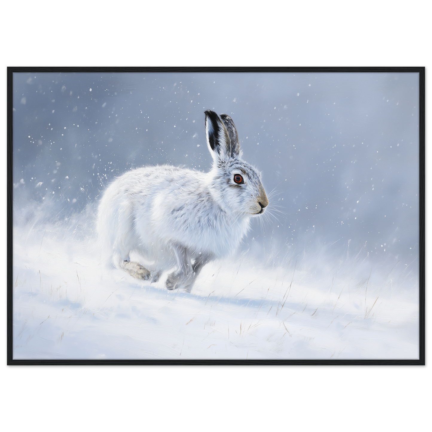 Mountain hare in falling snow winter print in a black frame