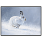 Mountain hare in falling snow winter print in a black frame