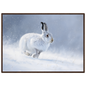 Mountain hare in falling snow winter print in a dark brown wood frame