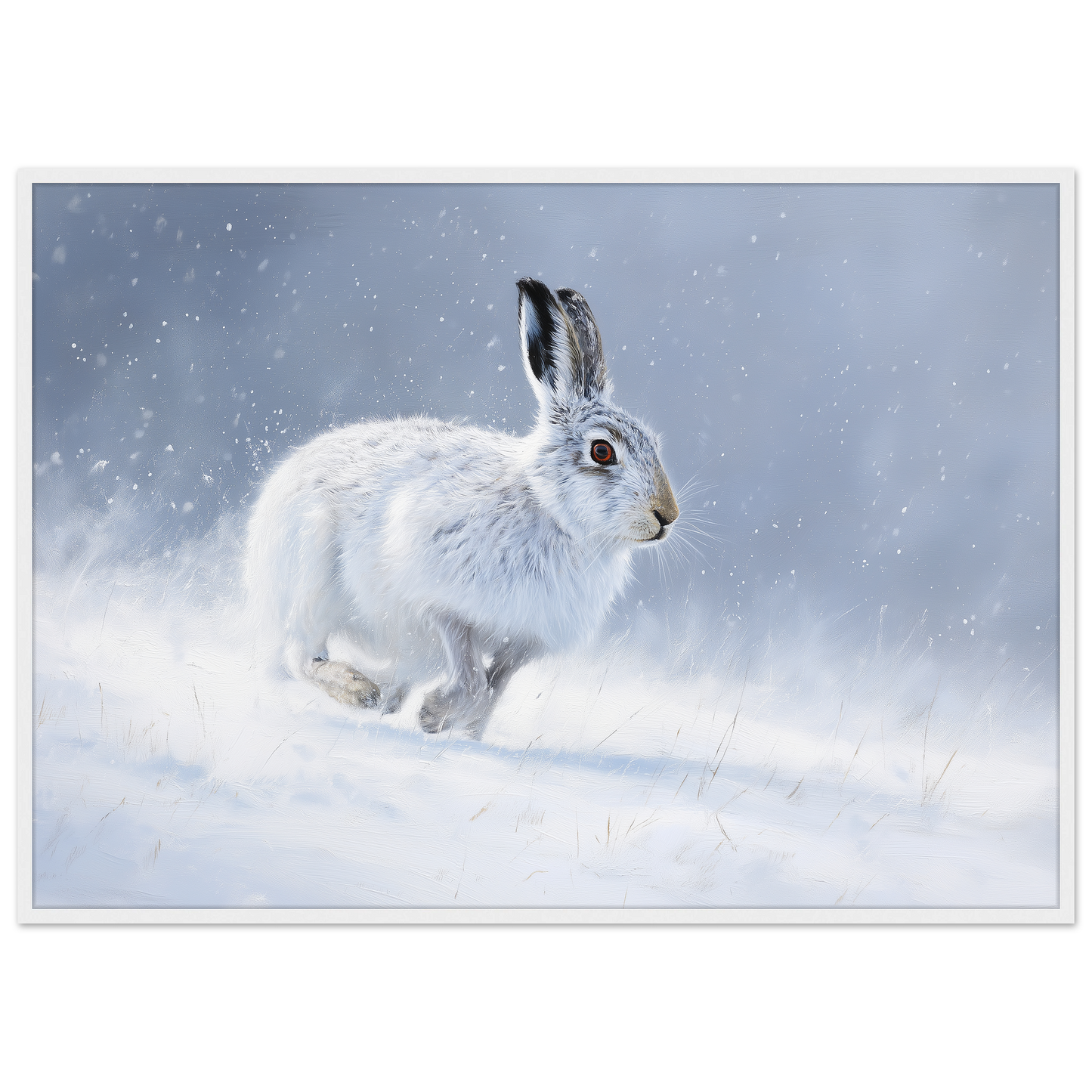 Mountain hare in falling snow winter print in a white frame