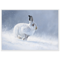 Mountain hare in falling snow winter print in a white frame