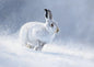 A mountain hare in white winter coat loping across a snowfield in falling snow, painted in soft oils in near-white and pale blue