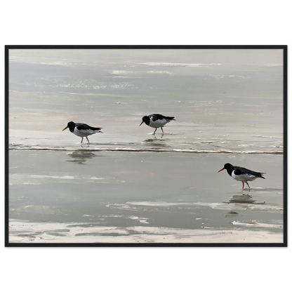Oystercatchers on the tideline coastal print in a black frame