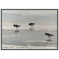 Oystercatchers on the tideline coastal print in a black frame