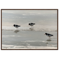 Oystercatchers on the tideline coastal print in a dark brown wood frame