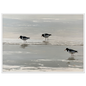 Oystercatchers on the tideline coastal print in a white frame