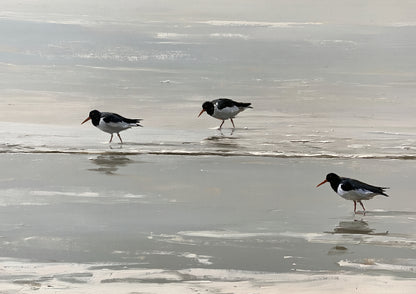 Three oystercatchers walking on wet sand at the tideline, painted in loose oils in soft pewter and silver light