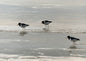 Three oystercatchers walking on wet sand at the tideline, painted in loose oils in soft pewter and silver light