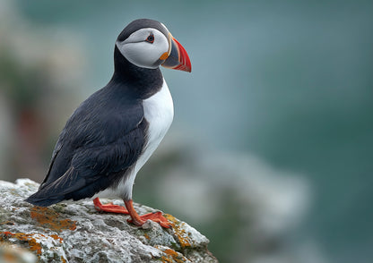 Atlantic puffin standing in profile on a pale lichened cliff ledge, red and blue-grey bill catching the light, with the sea and cliffs blurred far below in cool blue-green