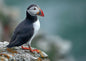Atlantic puffin standing in profile on a pale lichened cliff ledge, red and blue-grey bill catching the light, with the sea and cliffs blurred far below in cool blue-green